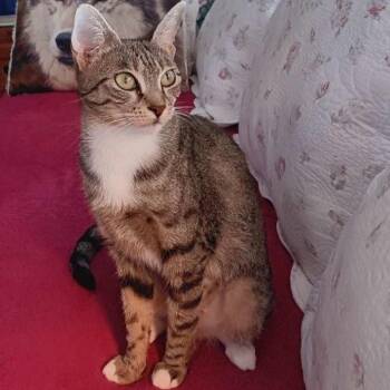 Winnie -  Domestic Short Hair Cat for Adoption in Buffalo, New York - Winnie | PetCurious
