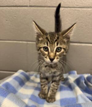 Purrfect rhino -  Tabby Cat for Adoption in Burlington, North Carolina - Purrfect Rhino | PetCurious