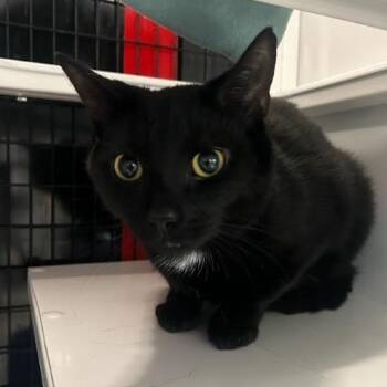 Domestic Short Hair Cats Available for Adoption in New York, New York - Tylenol | PetCurious