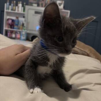 Gus -  Domestic Short Hair Cat Available for Adoption - Gus | PetCurious