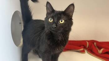 Novae -  Domestic Medium Hair Cat for Adoption in Chestertown, Maryland - Novae | PetCurious