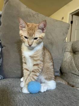Pumpkin -  Domestic Short Hair Cat for Adoption in Houston, Texas - Pumpkin | PetCurious