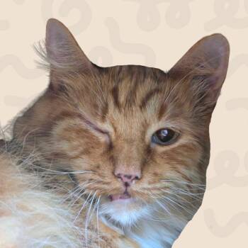 Coquita -  Domestic Medium Hair Cat for Adoption in Reno, Nevada - Coquita | PetCurious