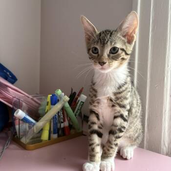 Atticus -  Tabby and Domestic Short Hair Cat for Adoption in Roslyn Heights, New York - Atticus | PetCurious