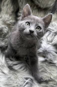 Russian Blue Cats Available for Adoption - Pati | PetCurious