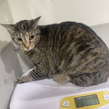 Domestic Short Hair Cats Available for Adoption - Louise | PetCurious