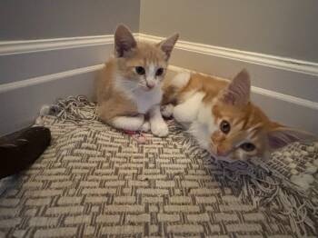 Enzo -  Domestic Short Hair Cat for Adoption in Arthur, Ontario - Enzo | PetCurious