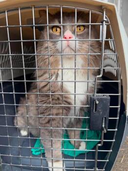 Gramps -  Domestic Medium Hair Cat for Adoption in Toronto, Ontario - Gramps | PetCurious