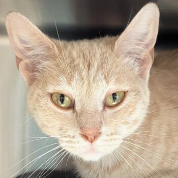 Felicia -  Domestic Short Hair Cat for Adoption in Jefferson, Wisconsin - Felicia | PetCurious