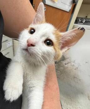 Freddy -  Domestic Long Hair and Domestic Short Hair Cat for Adoption in Baraboo, Wisconsin - Freddy | PetCurious