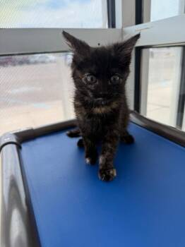 Maple -  Tortoiseshell Cat Available for Adoption in Hobbs, New Mexico - Maple | PetCurious