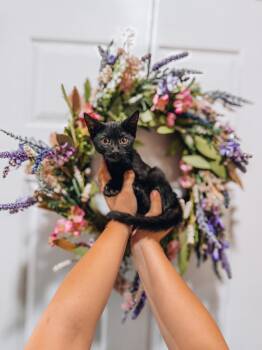 Salem -  Domestic Short Hair Cat for Adoption in Goodyear, Arizona - Salem | PetCurious
