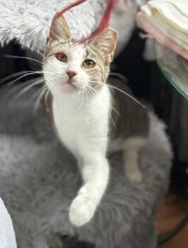 Rescue Domestic Short Hair Cats for Adoption in New York, New York - Jasmine | PetCurious