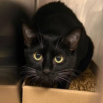 Kai -  Domestic Short Hair Cat for Adoption in Philadelphia, Pennsylvania - Kai | PetCurious