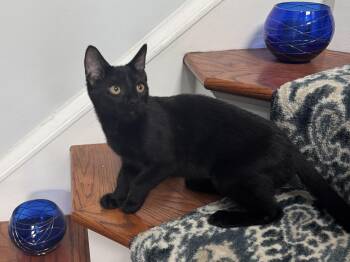 Violin -  Domestic Short Hair Cat for Adoption in Bethel Park, Pennsylvania - Violin | PetCurious