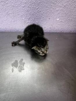 61625965 -  Domestic Medium Hair Cat for Adoption in El Paso, Texas - 61625965 | PetCurious