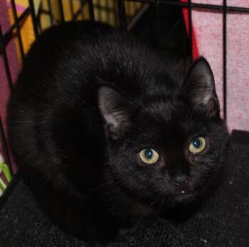 Fifa -  Domestic Short Hair Cat for Adoption in Mansfield, Massachusetts - Fifa | PetCurious