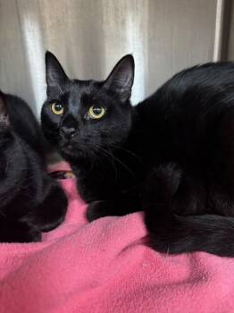 Rescue Domestic Short Hair Cats for Adoption in San Luis Obispo, California - Binx | PetCurious