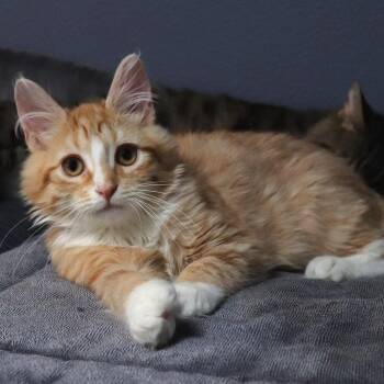 Flounder -  Domestic Medium Hair Cat for Adoption in Lakeland, Florida - Flounder | PetCurious