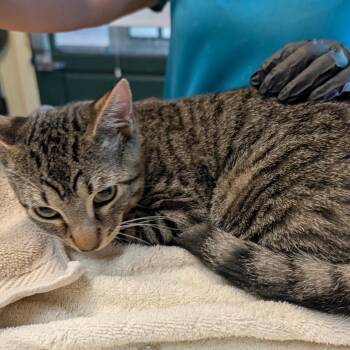 Jive -  Domestic Short Hair Cat for Adoption in Pasadena, California - Jive | PetCurious