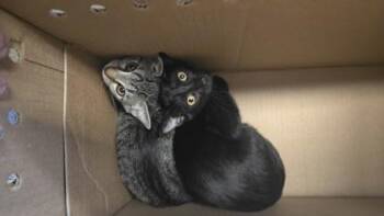 Sammy Sue -  Domestic Short Hair Cat for Adoption in Wichita, Kansas - Sammy Sue | PetCurious
