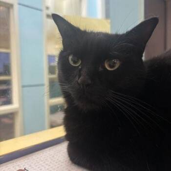 Domestic Short Hair Cats Available for Adoption - Irwan | PetCurious