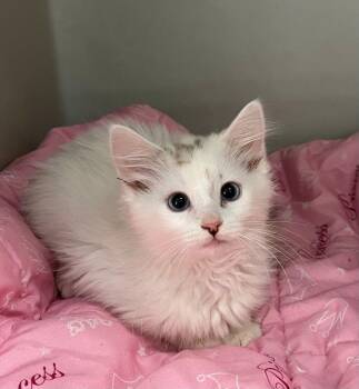 Domestic Long Hair Cats Available for Adoption - Idabelle | PetCurious