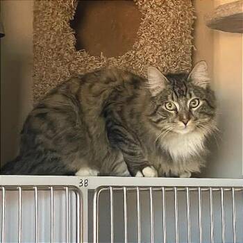 Domestic Medium Hair Cats Available for Adoption in Prescott, Arizona - Gordo | PetCurious