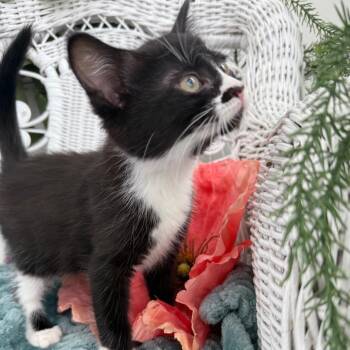 Domestic Long Hair Cats Available for Adoption in Eaton Rapids, Michigan - Trapezius Milkington Oval 56000 | PetCurious
