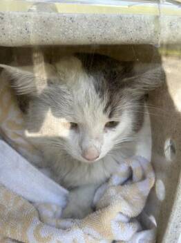 Domestic Medium Hair Cats Available for Adoption in Santa Rosa, California - BARNEY | PetCurious