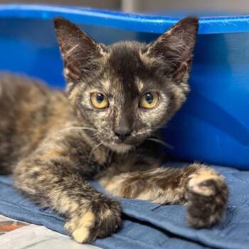 Belly Flop -  Domestic Short Hair Cat for Adoption in Hendersonville, North Carolina - Belly Flop | PetCurious