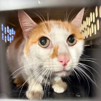 Rescue Domestic Short Hair Cats for Adoption in Spring Hill, Kansas - Vito | PetCurious