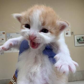 Camp -  Domestic Medium Hair Cat for Adoption in Kanab, Utah - Camp | PetCurious