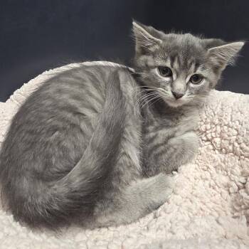 Morel -  Domestic Short Hair Cat for Adoption in Oshkosh, Wisconsin - Morel | PetCurious