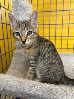 Dash -  Domestic Short Hair Cat for Adoption in Grand Rapids, Michigan - Dash | PetCurious