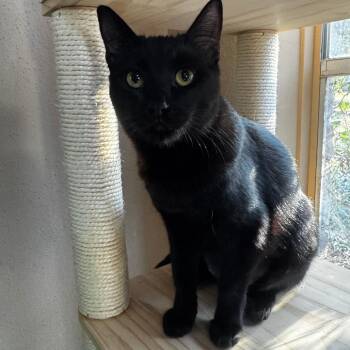 Alex -  Domestic Short Hair Cat for Adoption in Houston, Texas - Alex | PetCurious