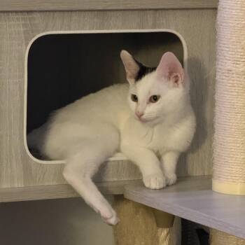 Pete -  Domestic Short Hair Cat for Adoption in Los Angeles, California - Pete | PetCurious
