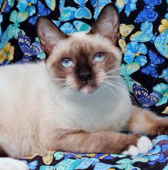 Rescue Siamese Cats for Adoption in Tierra Verde, Florida - Indigo | PetCurious
