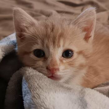 Domestic Short Hair Cats Available for Adoption in Lancaster, Kentucky - Cheeto Puff | PetCurious