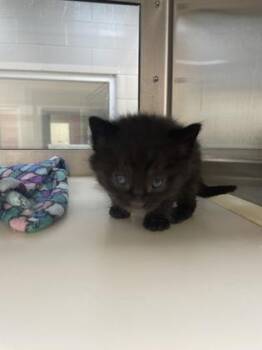 Domestic Short Hair Cats Available for Adoption in Westland, Michigan - Lord Tuna | PetCurious