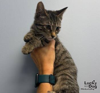 Littlefoot -  Domestic Medium Hair Cat for Adoption in Washington, District Of Columbia - Littlefoot | PetCurious