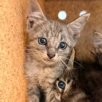 Weevil -  Domestic Short Hair Cat for Adoption in Philadelphia, Pennsylvania - Weevil | PetCurious