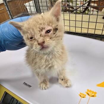 Brock -  Domestic Short Hair Cat for Adoption in Las Cruces, New Mexico - Brock | PetCurious