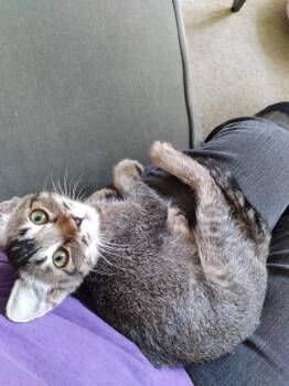 Salsita -  Domestic Short Hair Cat for Adoption in Oceanside, California - Salsita | PetCurious