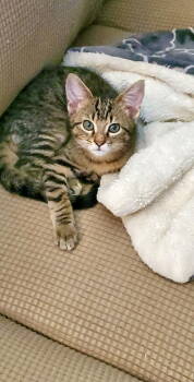 Rescue Domestic Short Hair Cats for Adoption in Camden, South Carolina - Kernel | PetCurious