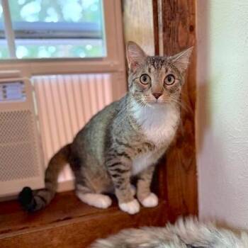 Milo Sunny Paws -  Tabby and Domestic Short Hair Cat for Adoption in Friendswood, Texas - Milo Sunny Paws | PetCurious