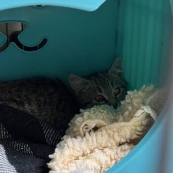 Domestic Short Hair Cats Available for Adoption - Lion | PetCurious