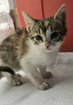 Purrramore -  Domestic Short Hair Cat for Adoption in Fresno, California - Purrramore | PetCurious
