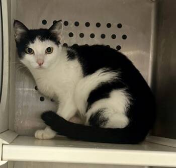 Rescue Domestic Short Hair Cats for Adoption in Twinsburg, Ohio - Ghoulia | PetCurious