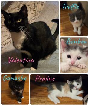 Domestic Short Hair Cats Available for Adoption in Manchester, Connecticut - Valentina Kittens | PetCurious